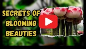 كشف النقاب عن أسرار الطبيعة: نصائح لحديقة مزدهرة