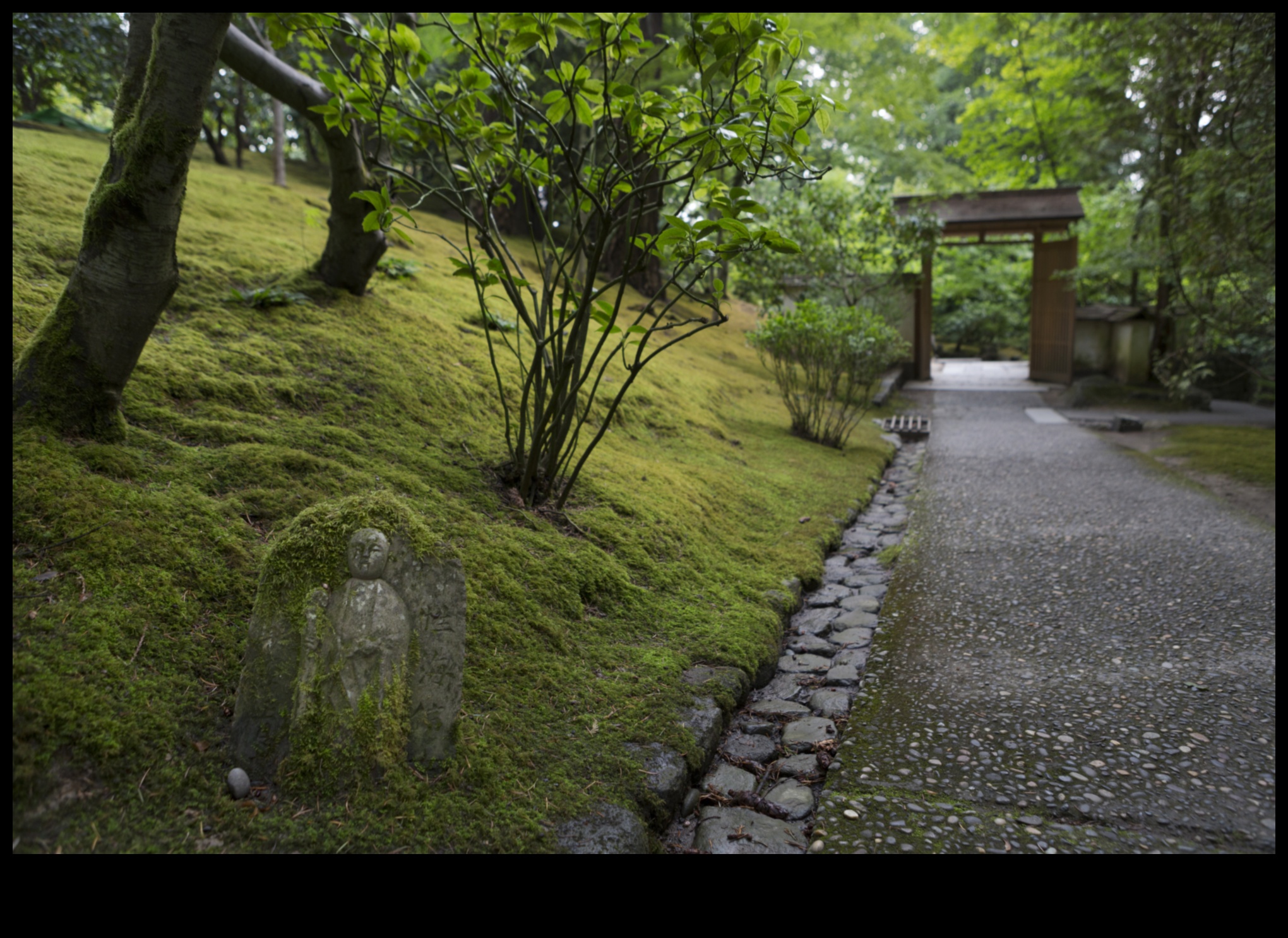 جسور الطحلب ومسارات زن: سحر الحديقة اليابانية
