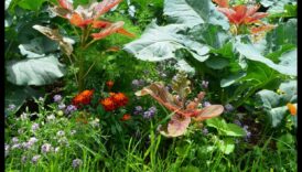 يقوم Buddy Blooms بزراعة فناء خلفي جذابة من طوال الطريق الريف المصاحبة 6 الأصدقاء يزهرون: تعزيز حديقتك مع الزراعة المصاحبة