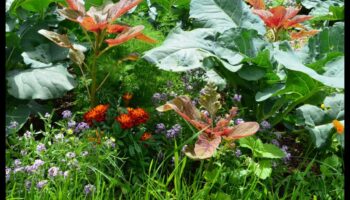 الأصدقاء يزهرون: تعزيز حديقتك مع الزراعة المصاحبة