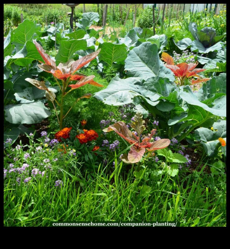 الأصدقاء يزهرون: تعزيز حديقتك مع الزراعة المصاحبة