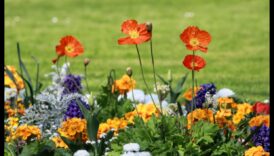 Harmony in Blooms: أسرار DIY لحدائق مثالية للصور 6 الانسجام في الأزهار: أسرار DIY لحدائق مثالية للصور