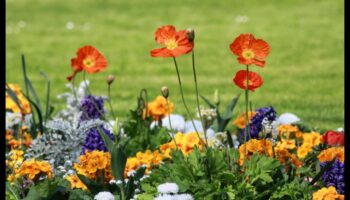 الانسجام في الأزهار: أسرار DIY لحدائق مثالية للصور