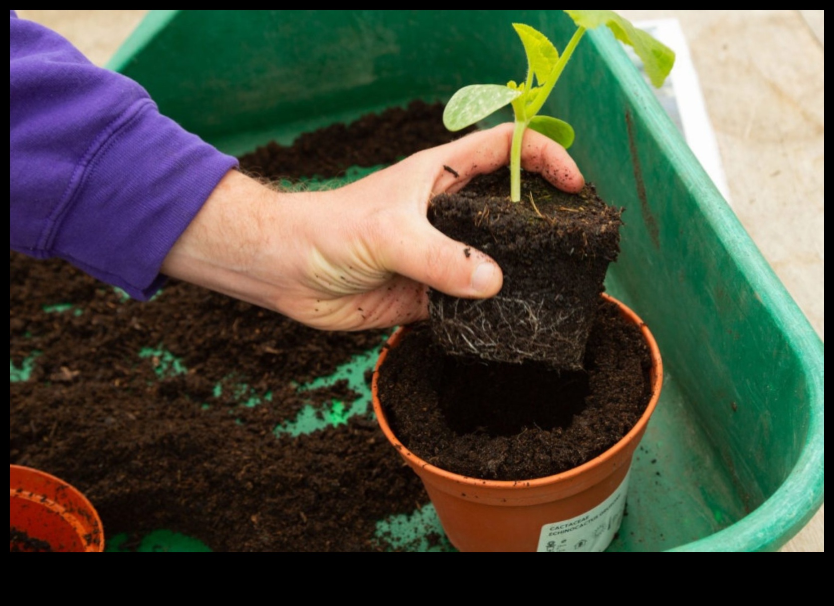 ازرع، ازهر، ازدهر: القوة التحويلية لورش العمل